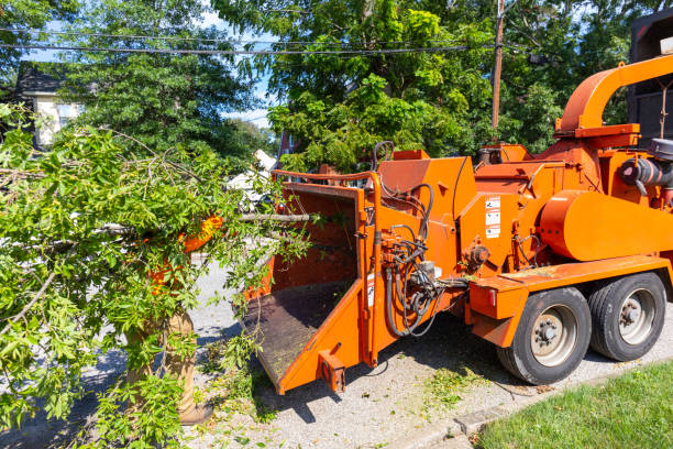 Reliable Lambert, MS Tree Service Solutions